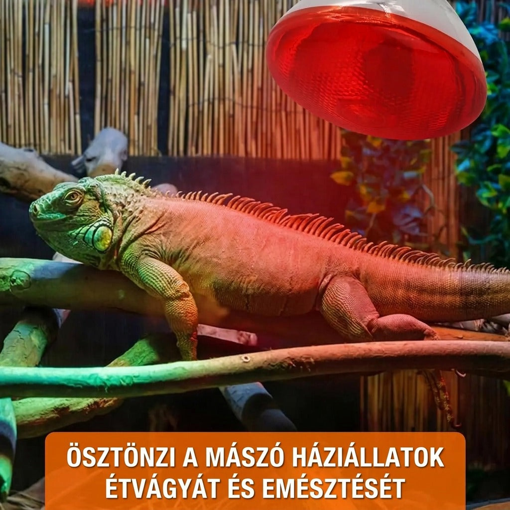 Mászó háziálatok étvágy és emésztés ösztönzése